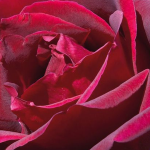 Rosier achat en ligne - Rouge - rosiers hybrides de thé - très intense parfumé - Rosa Meicesar - Alain Meilland - On sent de loin son parfum sucré. La variété convient aux fleurs coupées. Souvent exposé dans les salons.